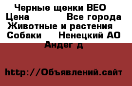 Черные щенки ВЕО › Цена ­ 5 000 - Все города Животные и растения » Собаки   . Ненецкий АО,Андег д.